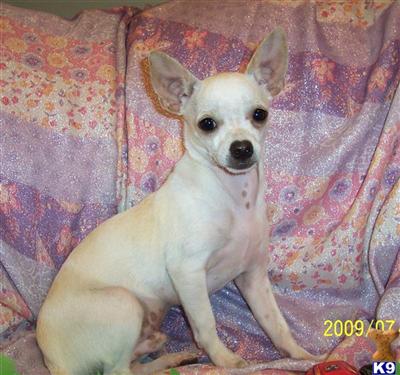 Dogs for Sale in AL