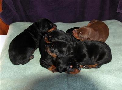 Doberman Pinscher Puppies for Sale