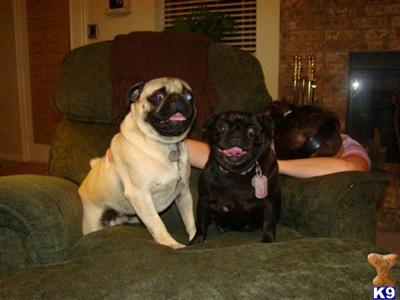 Dogs for Sale
