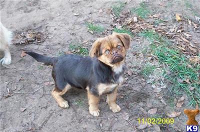 Puppies in WI