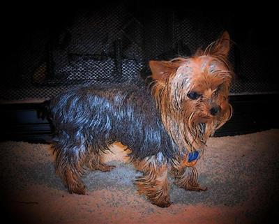 Stud Dogs - Yorkshire Terrier