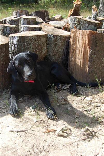 Dogs for Sale in TX