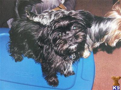 Shih Tzu Puppies for Sale
