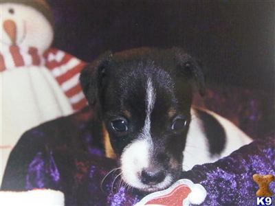 Puppies in TX