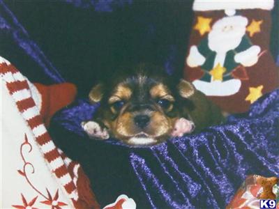 Shih Tzu Puppies for Sale