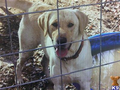 Dogs for Sale