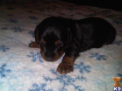 Dachshund Puppies for Sale