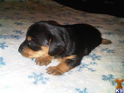 Dachshund Puppies for Sale