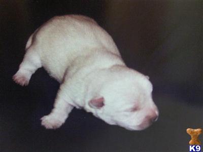 West Highland White Terrier Puppies for Sale
