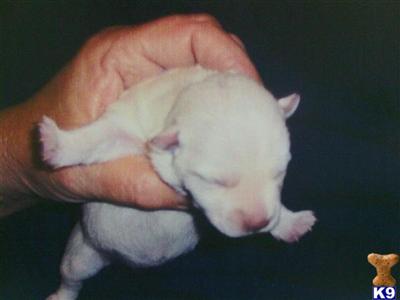 West Highland White Terrier Puppies for Sale