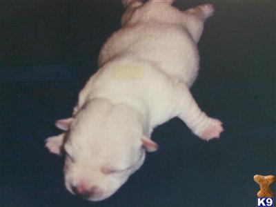 West Highland White Terrier Puppies for Sale