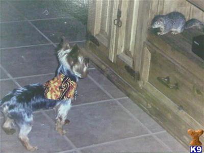 Stud Dogs - Yorkshire Terrier
