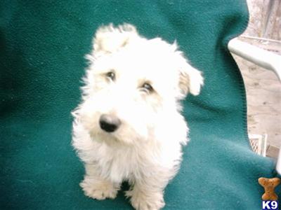 Scottish Terrier Puppies for Sale