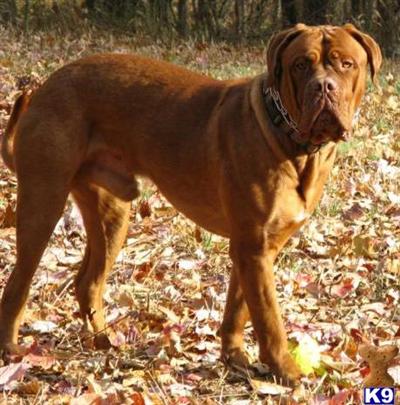 Stud Dogs - Dogue De Bordeaux