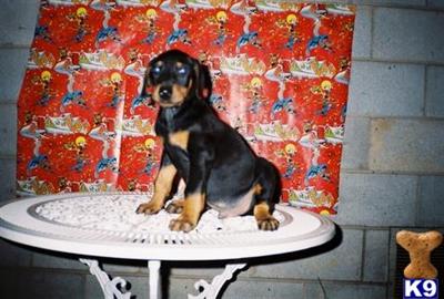 Doberman Pinscher Puppies for Sale