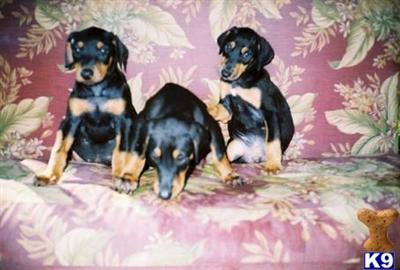 Doberman Pinscher Puppies for Sale