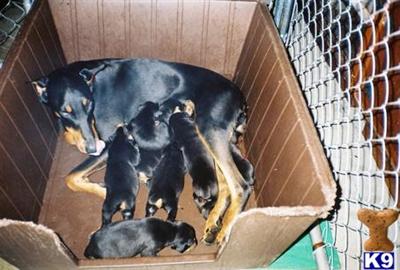 Doberman Pinscher Puppies for Sale