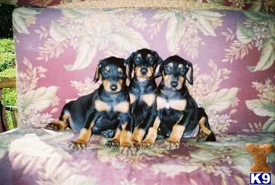 Doberman Pinscher Puppies for Sale