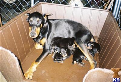 Puppies in KY