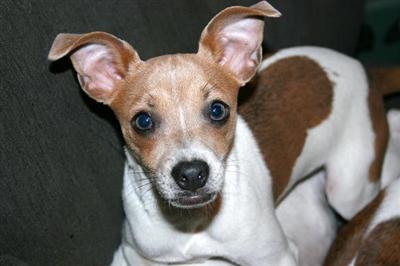 Stud Dogs - Rat Terrier