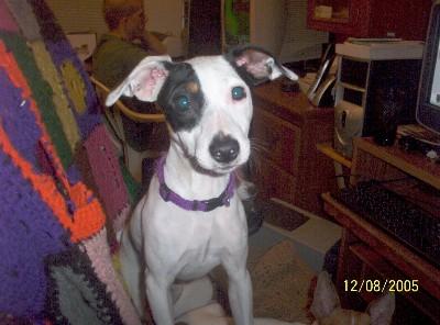 Stud Dogs - Rat Terrier