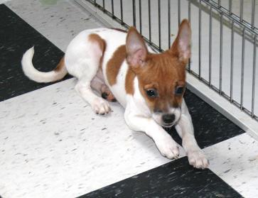 Stud Dogs - Rat Terrier