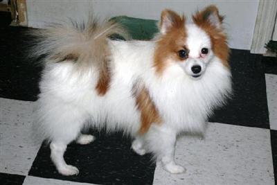 Stud Dogs - Pomeranian