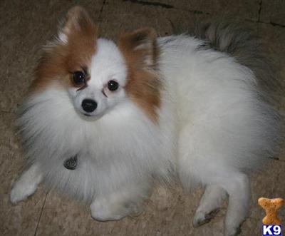 Stud Dogs - Pomeranian