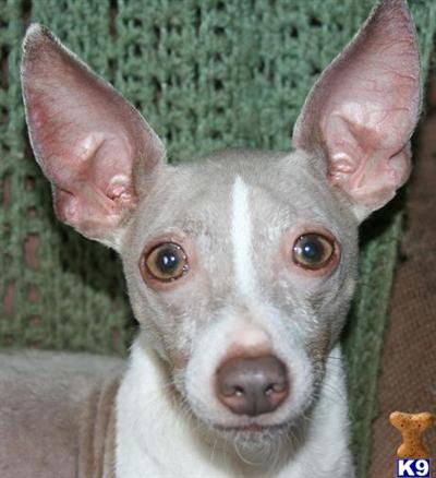 Stud Dogs - Rat Terrier