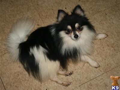 Stud Dogs - Pomeranian