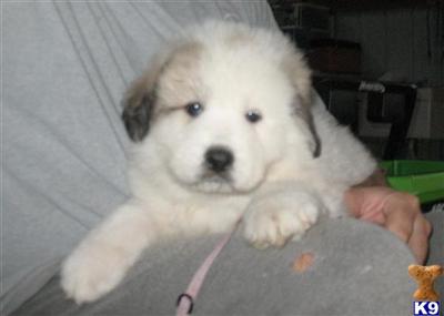 Great Pyrenees Puppies for Sale