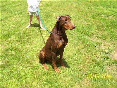 Stud Dogs - Doberman Pinscher
