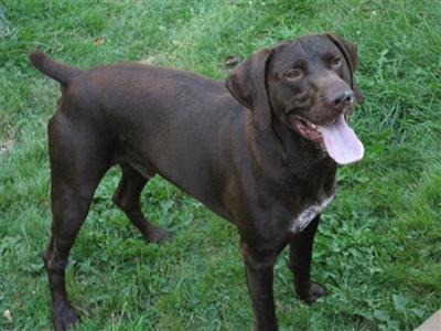 Stud Dogs - German Shorthaired Pointer