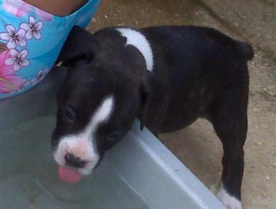 Puppies in Atmore