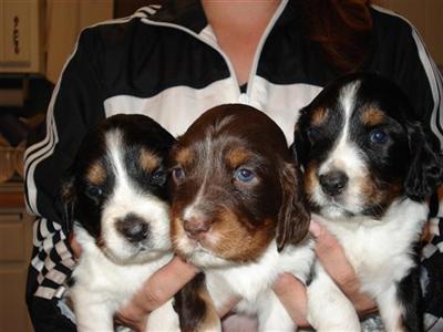 English Springer Spaniel Puppies for Sale