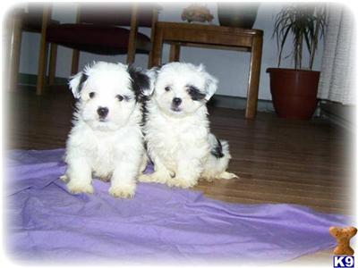 Puppies in IN