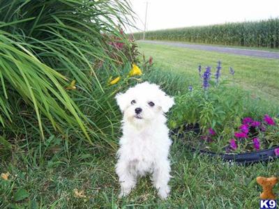 Dogs - Maltese