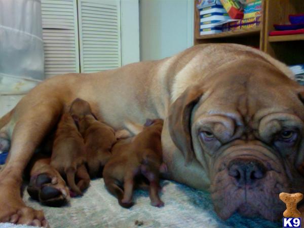 Dogue+de+bordeaux+breeders+ny