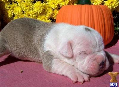 Puppies in MD