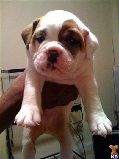 Puppies in MD