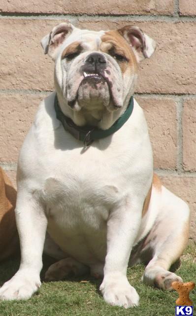 Dogs - English Bulldog