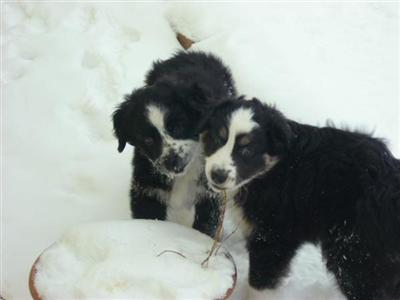 Australian Shepherd Puppies for Sale