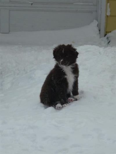 Australian Shepherd Puppies for Sale
