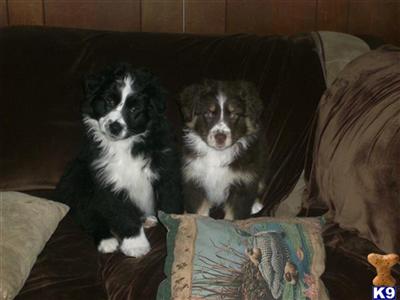 Puppies in MI