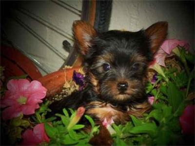 Dogs for Sale in CA