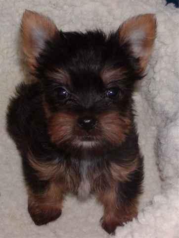 Puppies for Sale