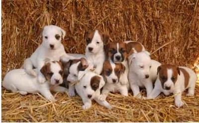 Puppies for Sale