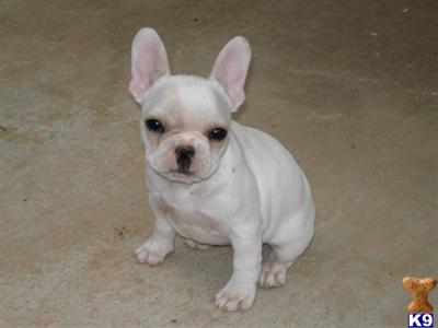 French Bulldog Puppies for Sale