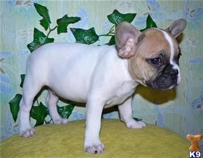 French Bulldog Puppies for Sale