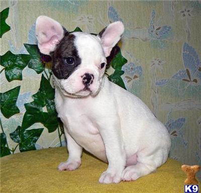 French Bulldog Puppies for Sale
